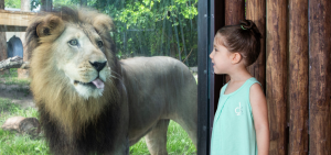 5 Essential Experiences at Naples Zoo
